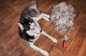 Por qué ocurre el pelechaje en las mascotas (y cómo evitar que tu casa se inunde de pelos)