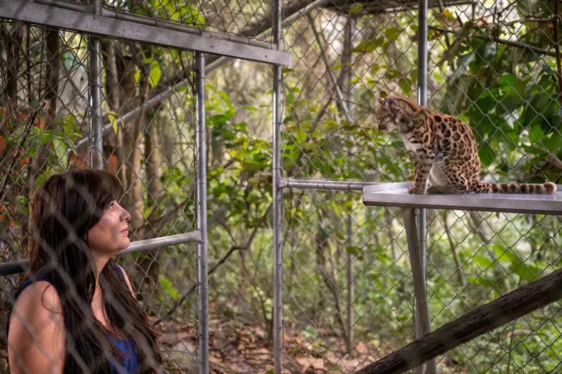 Qué se sabe del inédito descubrimiento de una nueva especie de gato en Bolivia.
Foto: Fernando Faciole/National Geographic/Reuters