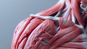Científicos descubren cómo los músculos preservan sus células reparadoras: esto dice su investigación