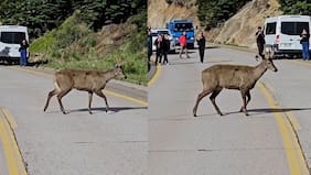 Turistas fueron sorprendidos por huemules cruzando la Carretera Austral