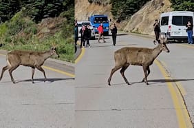 Turistas fueron sorprendidos por huemules cruzando la Carretera Austral