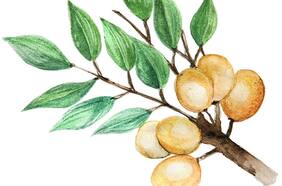 Novedades de la cosmética natural chilena