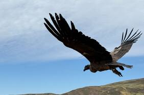 Uno no podía volar y el otro nació en cautiverio: liberan a emblemática especie en el Cajón del Maipo