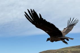 La primera línea de rehabilitación de la fauna silvestre