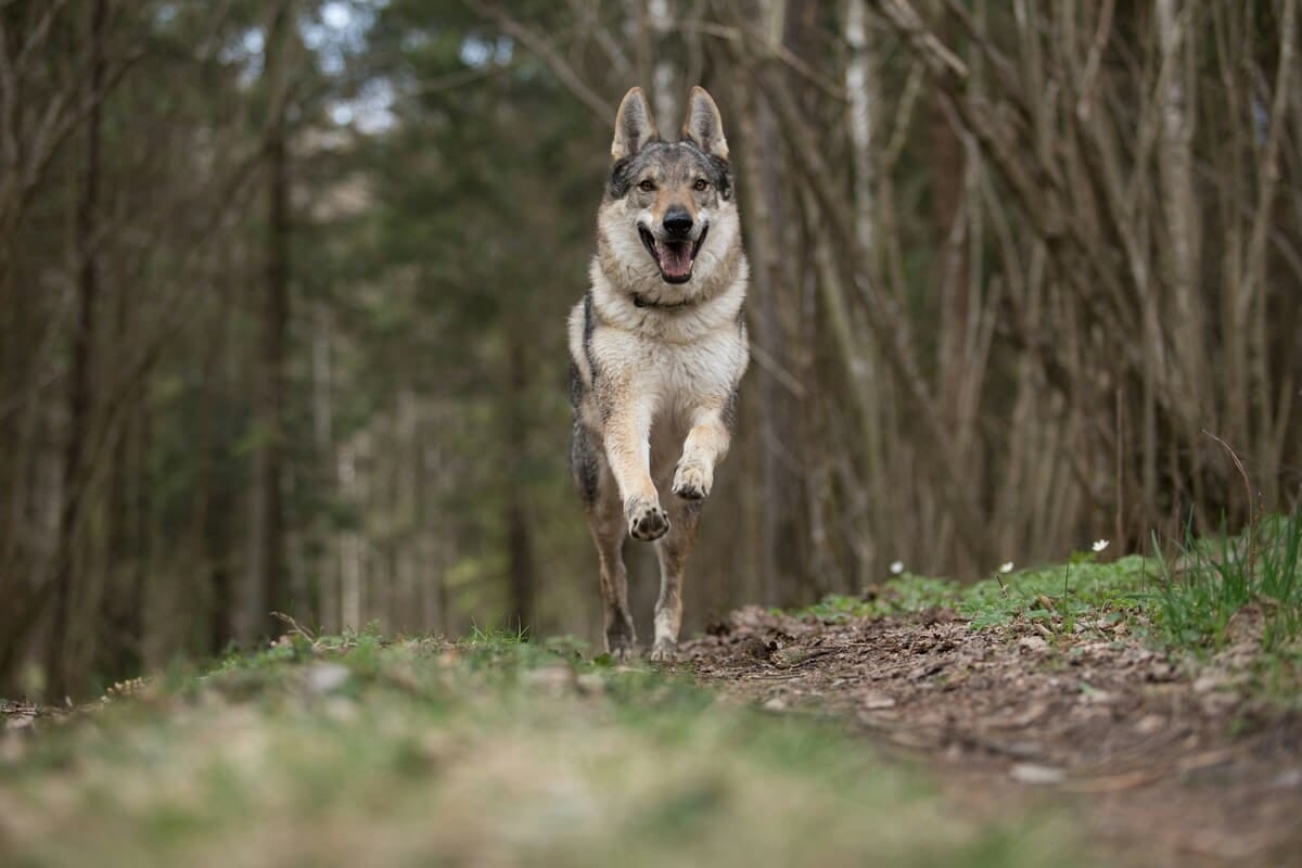 Estudio revela que los perros todavía tienen genoma de lobo en su ADN: qué razas son las más “lobunas”
Foto: Perro lobo checoslovaco