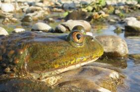 Es la más grande del país y considerada un fósil viviente, pero científicos alertan que está extinguiéndose