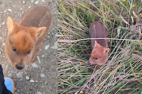 ¡Alerta de ternura!: pareja registró encuentro con un pudú en Chiloé