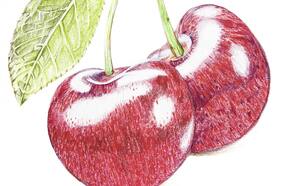 Cerezas de Chile Chico