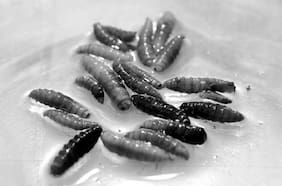 Detectan el primer caso humano de gusano “come carne” en EE.UU: ¿Qué son estos parásitos?