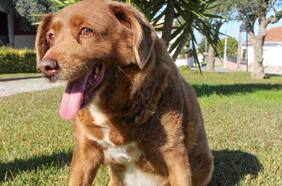 La historia de Bobi, el perro más longevo del mundo que falleció a sus 31 años