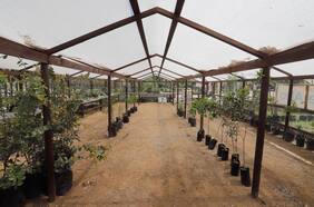 Bosques urbanos, viveros y espacios públicos: el compromiso de Mallplaza al 2028