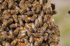 La pareja de apicultores que busca proteger a las abejas de la deforestación por la coca