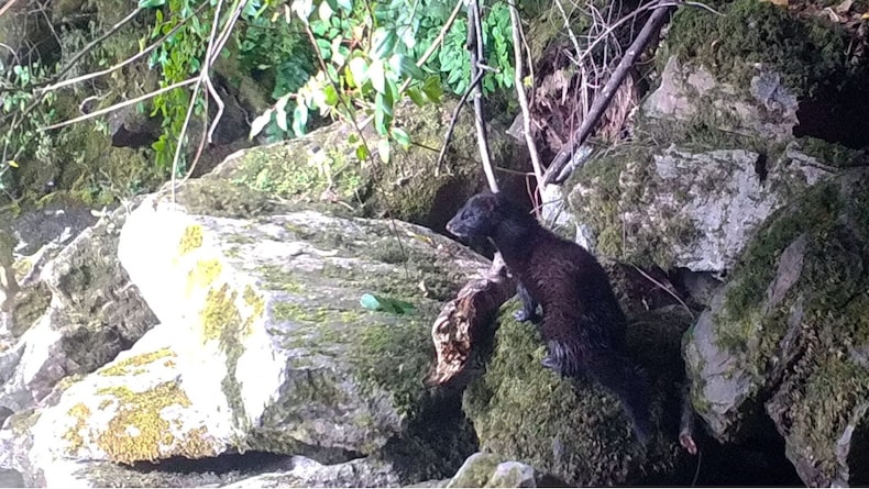 Visón americano en Torres del Paine