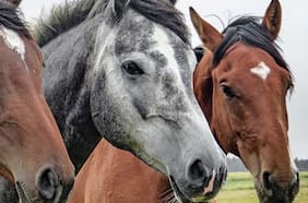 Chile profundiza su alianza con China: ahora exportará caballos al país asiático