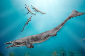 Mosasaurios mosasaurinos: descubren un gigantesco reptil marino que habitó la zona central de Chile hace 66 millones de años