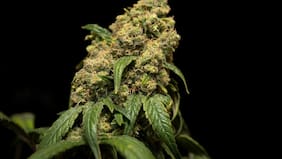 Qué significa que la administración de Trump haya sacado la marihuana del grupo de las drogas más peligrosas