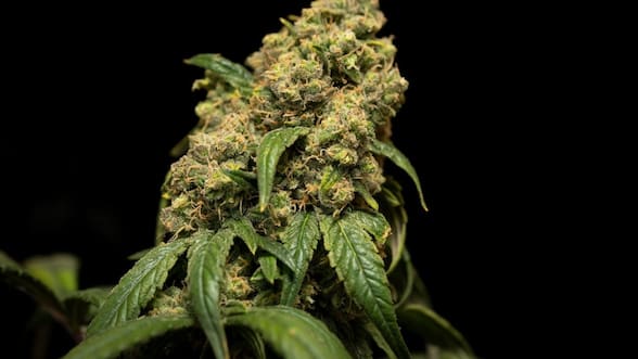 Qué significa que la administración de Trump haya sacado la marihuana del grupo de las drogas más peligrosas