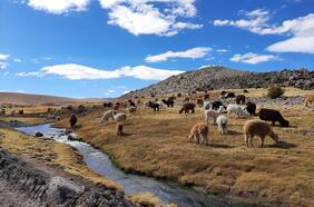 Presencia de arsénico en el agua afectaría a tres millones de personas en Chile y Sudamérica
