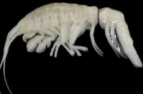 Descubren siniestro nuevo residente de la Fosa de Atacama que sobrevive a una profundidad extrema de 8.800 metros