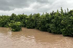 Efectos del temporal en la agricultura: daños en infraestructura y cultivos, pero gremios no ven de momento alzas de precios en productos