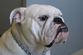 Mi perro y yo en la interminable soledad de la pandemia (2ª parte): Nostalgia Gastronómica