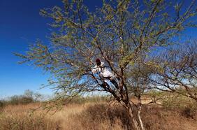 El ingrediente clave de la Coca-Cola, el chocolate y el vino tinto queda atrapado en la crisis de Sudán
