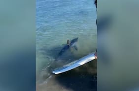 Captan a tiburón en las playas de Pichilemu