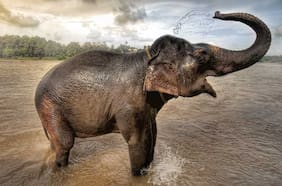 Siete elefantes mueren tras colisión de tren de pasajeros en el noreste de India