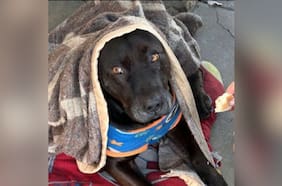 Perro comunitario del Hospital de Quilpué fue asesinado a tiros por funcionario de la PDI de civil