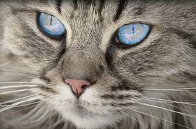 ¿La gata o yo? Peleas en Pandemia (3ª parte, recordando a Humberto Maturana)