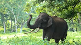 El “secreto” sobre los elefantes que descubrió un reciente estudio