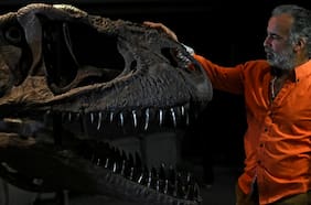 Descubren en Argentina una nueva especie de dinosaurio similar al Tyrannosaurus rex