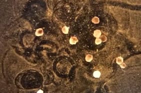 ¿Robots vivos que pueden reproducirse?