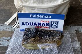 Aduanas incauta la cabeza de un yacaré en la mochila de un pasajero en el paso fronterizo Cardenal Samoré