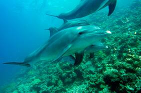 ¡Un héroe sin capa!: delfín rescató lentes que cayeron al agua