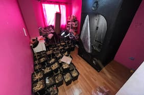 Tras el robo de una moto: Carabineros detuvo a dos sujetos en Lampa e incautó más de 170 plantas de cannabis