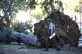 Raíces limitadas y posible impacto de remodelaciones: las causas tras la caída fatal de árbol en Valparaíso
