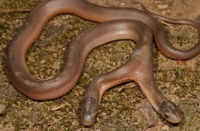 Descubren una extraña especie de serpiente de dos cabezas en Sudáfrica