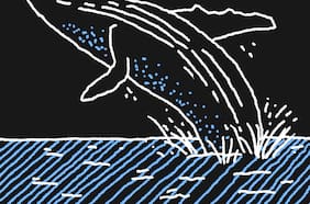 Científicos en alerta por estado de conservación de ballenas a nivel mundial