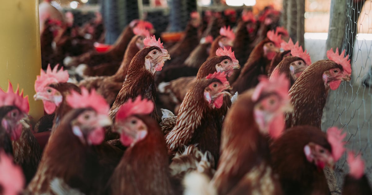 Influenza aviar H5N1 se extiende a Magallanes y Maule