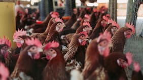 Casos de influenza aviar se siguen extendiendo por el país: SAG confirma nuevos hallazgos en aves de Magallanes y del Maule