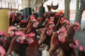 Declaran alerta temprana preventiva en La Araucanía tras detectar casos de influenza aviar de alta patogenicidad en aves de traspatio