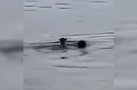 Rescatan a un pudú que era perseguido por un perro en el lago Huillinco