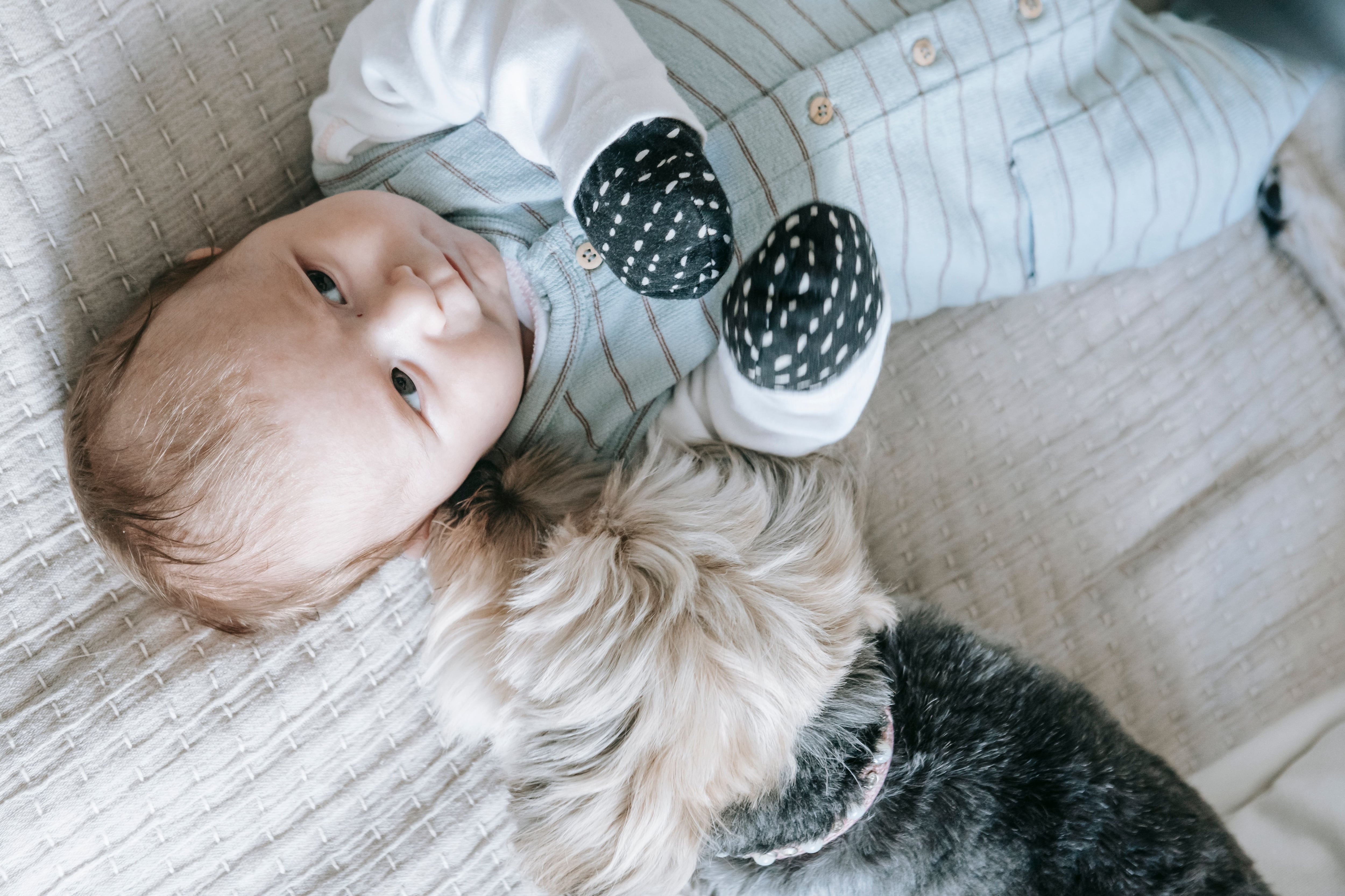 Los perros aprenden palabras de la misma forma que los bebés humanos, según un estudio. Foto: Pexels