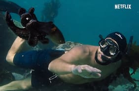 El Pulpo le ganó al Topo: cómo es la cinta Mi maestro el Pulpo