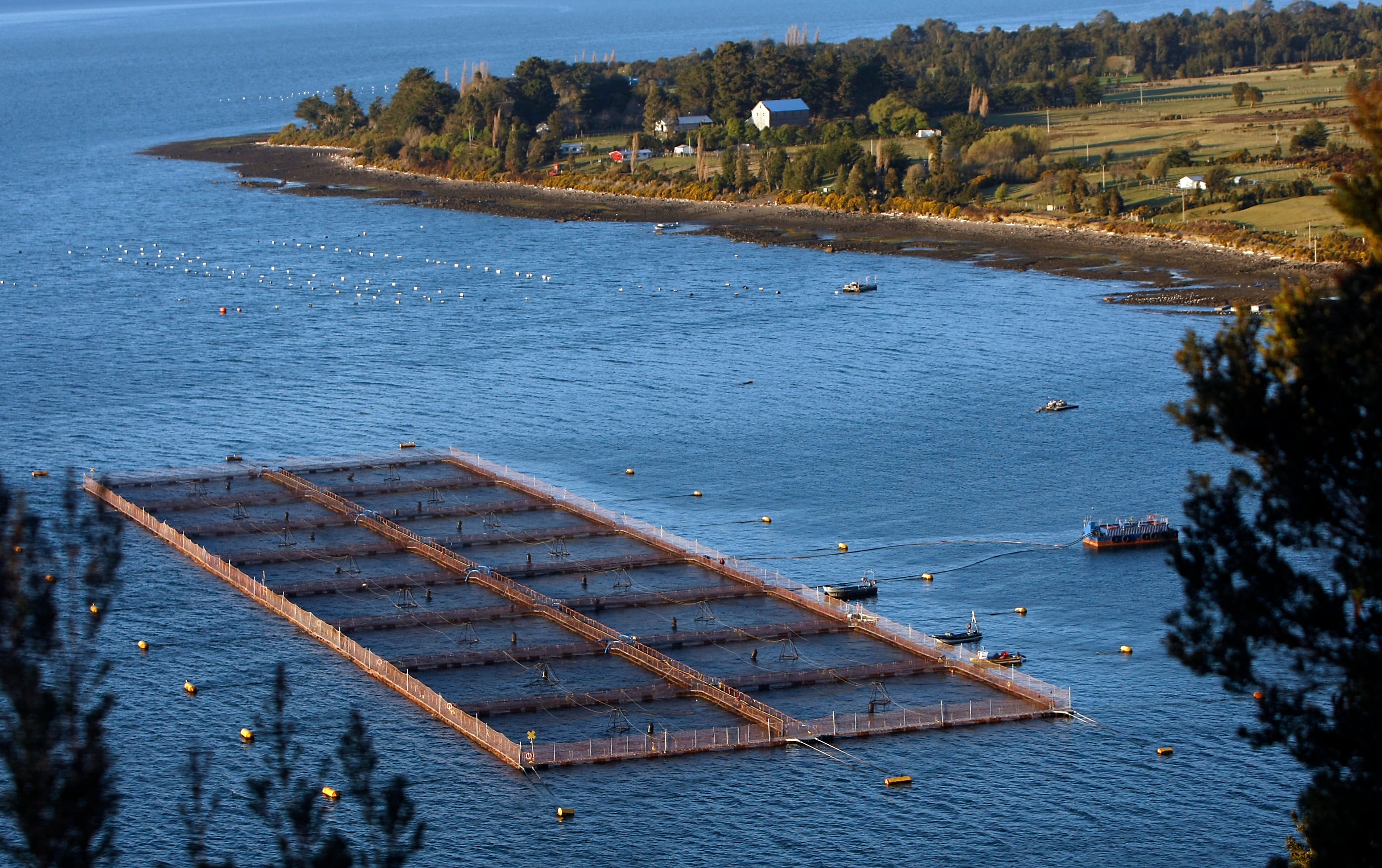 Estudio de SalmonChile: Industria aporta cerca de US$7.000 millones a la economía chilena