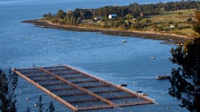 Estudio de SalmonChile: Industria aporta cerca de US$7.000 millones a la economía chilena