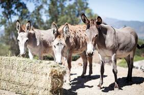 El milagro de la leche de burra