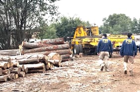 PDI desarticula asociación delictiva dedicada al robo de madera en Ñuble: 17 detenidos y $3 mil millones incautados