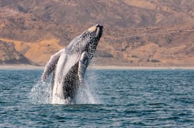 El impactante registro de una ballena que traga y escupe a joven que hacía kayak en el Estrecho de Magallanes
